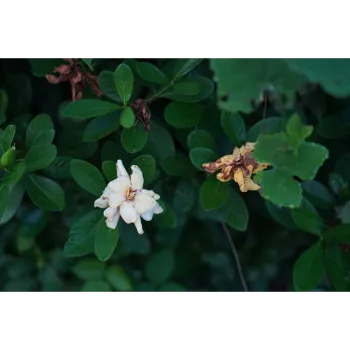 Natural Tropical Flower